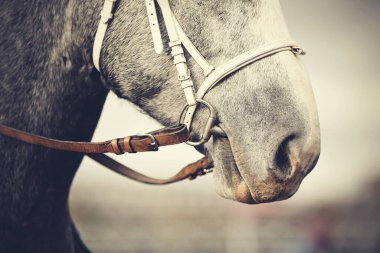 Dizginli gri atın ağzı..