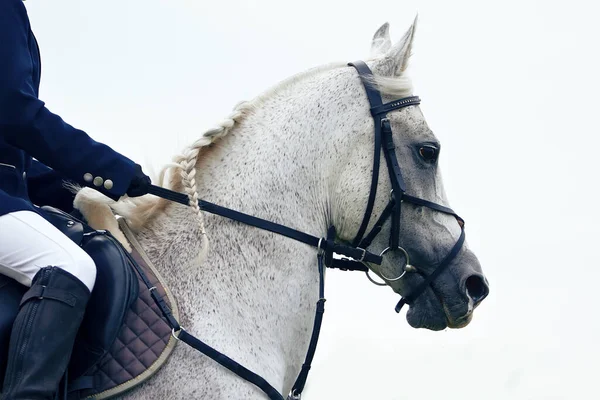 Retrato Cavalo Esporte Árabe Cinza Competição — Fotografia de Stock