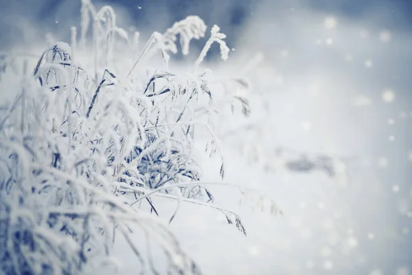 Hoarfrost Bitkilerde Kuru Kışın Kar — Stok fotoğraf