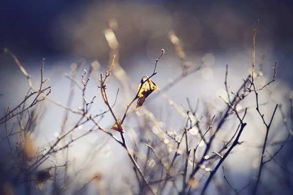 冬の日差しからの光のパッチの枝の背景 — ストック写真