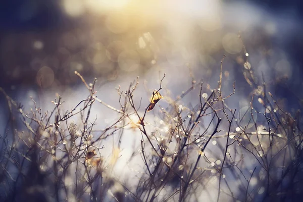 Hintergrund Mit Ästen Mit Lichtflecken Von Sonnenschein Winter — Stockfoto
