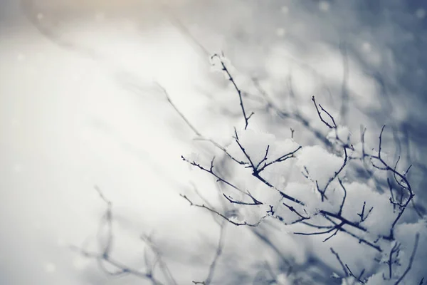 Branches Bushes Snow Winter Cloudy Snow Weather — Stock Photo, Image