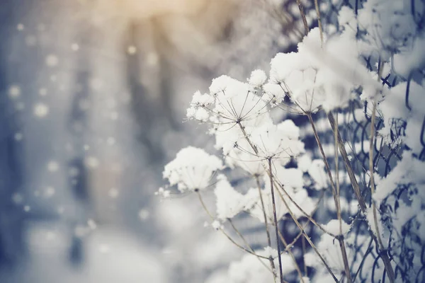 Droge Planten Rijm Sneeuw Winter — Stockfoto