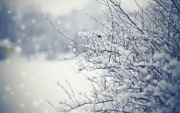 Branches Buissons Enneigées Hiver Par Temps Nuageux — Photo