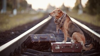 kırmızı köpek bir bavul raylar üzerinde oturur