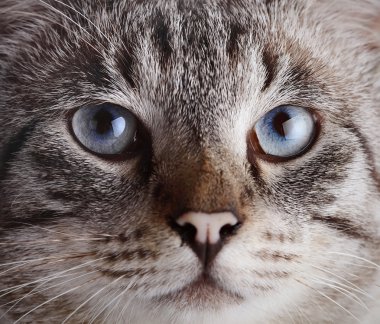 mavi gözlü çizgili kedi namlu.