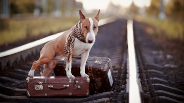 bavul ile raylar üzerinde İngiliz bull terrier.