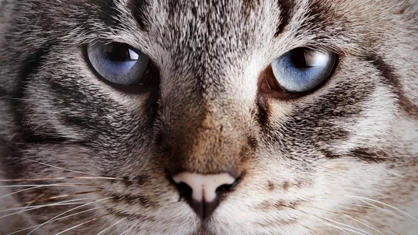 Muzzle of a blue-eyed striped cat. — Stock Photo, Image