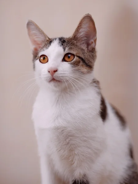 Retrato de um gato. — Fotografia de Stock