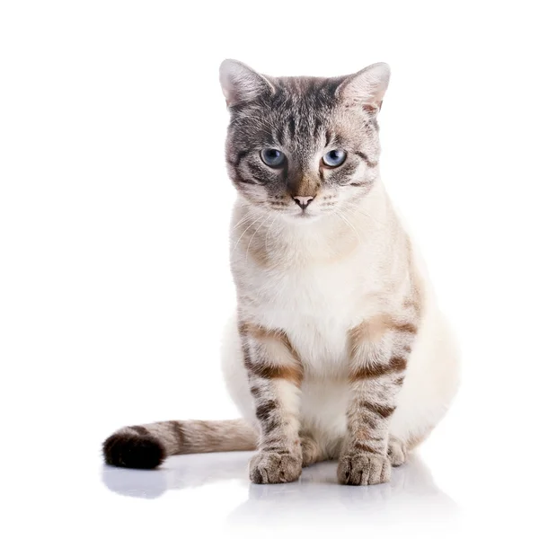 Beautiful striped cat with blue eyes. — Stock Photo, Image