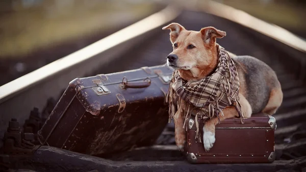 Dog on rails with suitcases. — Stock Photo, Image