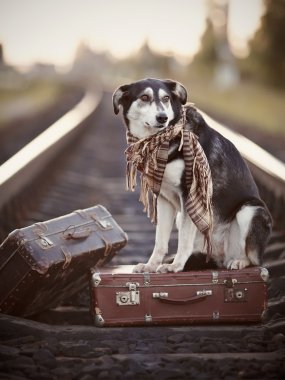 siyah-beyaz köpek bir bavul raylar üzerinde oturur