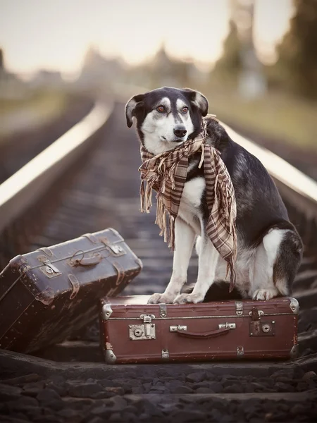 Czarno-biały pies siedzi na walizkę na szynach — Zdjęcie stockowe