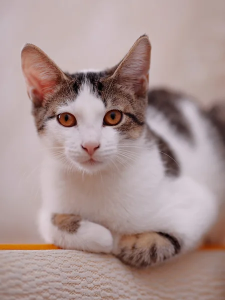 Retrato de um gato. — Fotografia de Stock