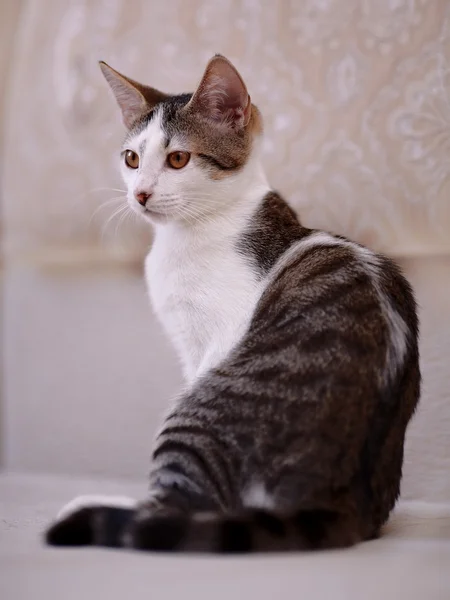 Gatinho em um sofá . — Fotografia de Stock