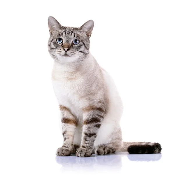 Csíkos kék szemű macska — Stock Fotó