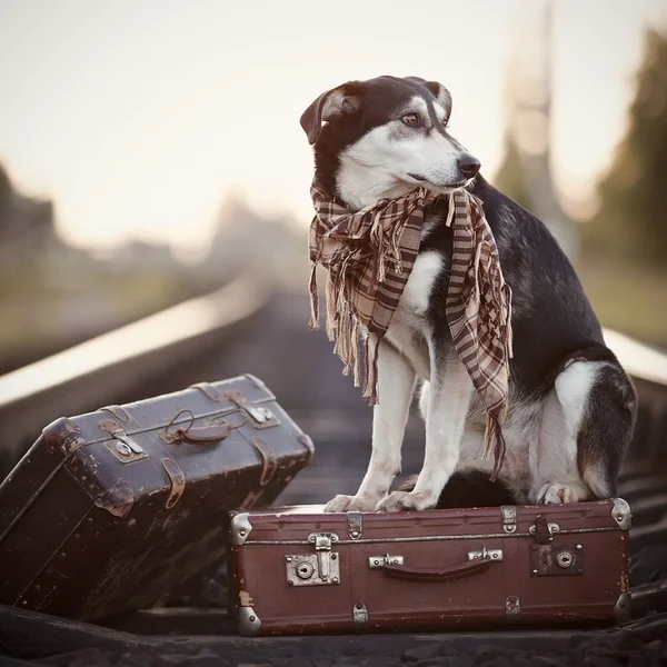满的行李箱的滑轨上的狗. — 图库照片