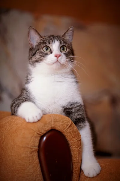 Portrait rayé de blanc un chat sur un canapé.