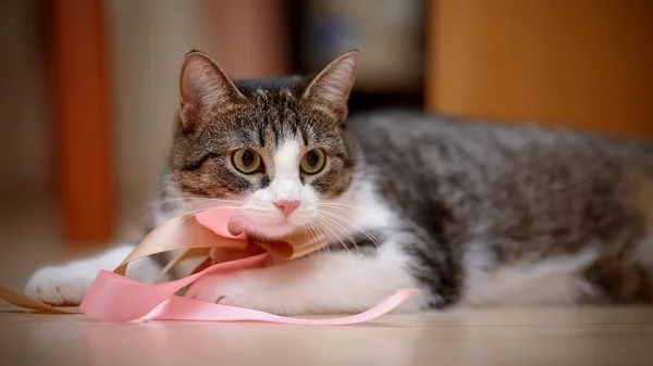 Gestreift mit weiß eine Katze mit Klebebändern. — Stockfoto