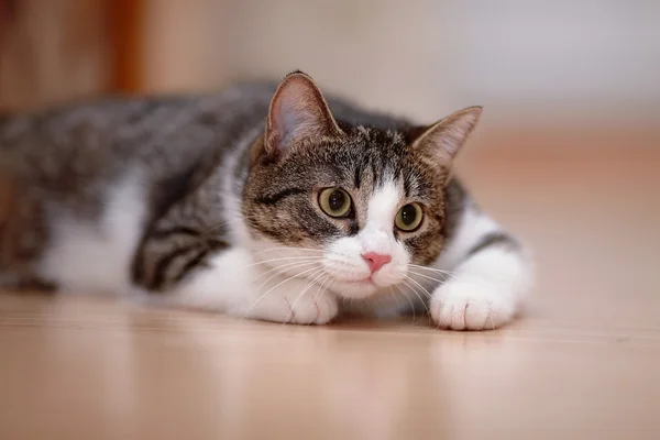 Listrado com branco um gato . — Fotografia de Stock