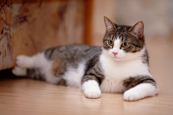 Gestreift mit einer weißen Katze. — Stockfoto