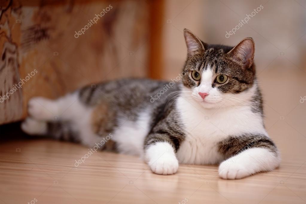 White and sales striped cat