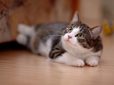 bir kedi ile beyaz çizgili.