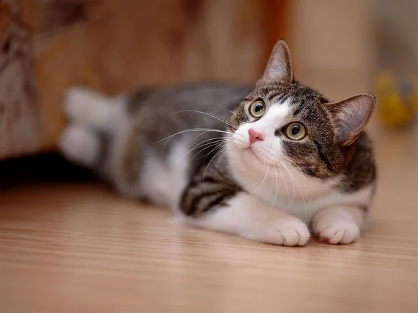 Listrado com branco um gato . — Fotografia de Stock