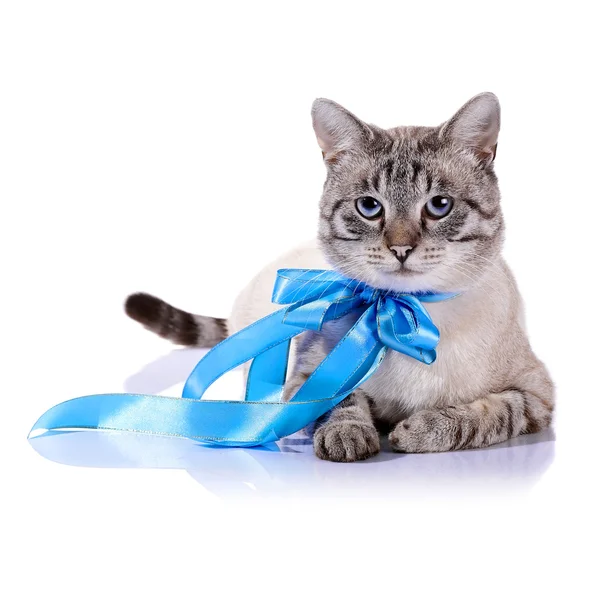 Полосатый Голубоглазая кошка с голубой бант.. — стоковое фото
