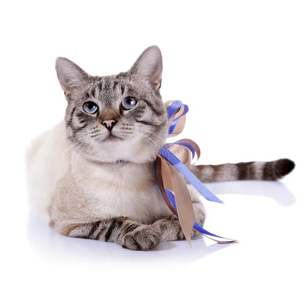 Striped blue-eyed cat with a tapes. — Stock Photo, Image