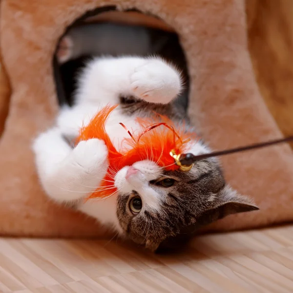 kedi bir oyuncakla oynayan beyaz çizgili.