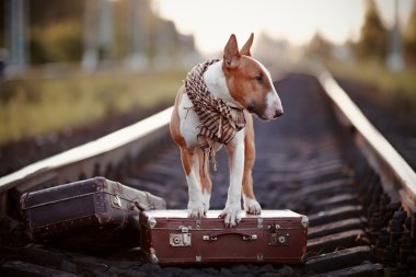 bavul ile raylar üzerinde İngiliz bull terrier.