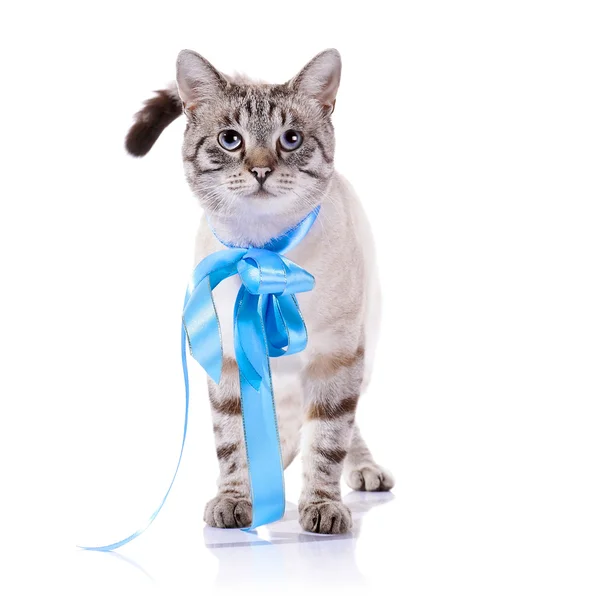 Полосатый кот с голубой лентой . — стоковое фото
