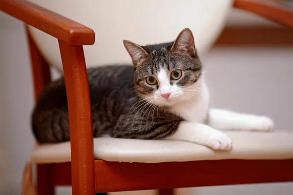 Kedi bir sandalyenin üstüne yatıyor beyaz çizgili. — Stok fotoğraf