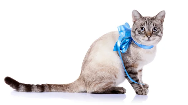Полосатый кот с голубой лентой . — стоковое фото