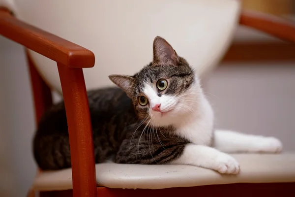 Kedi bir sandalyenin üstüne yatıyor beyaz çizgili. — Stok fotoğraf