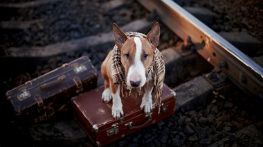 bavul ile raylar üzerinde İngiliz bull terrier.