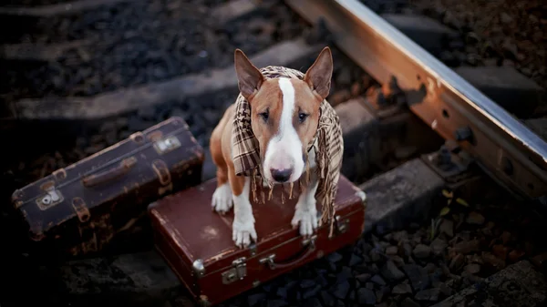Inglés bull terrier on rails with malitcases . — Foto de Stock