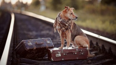köpek bir bavul raylar üzerinde oturur