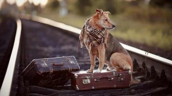 Il cane si siede su una valigia su rotaie — Zdjęcie stockowe