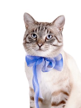 mavi bant ile çizgili kedi portresi.