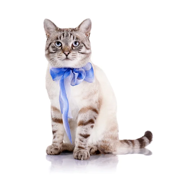 Striped cat with a blue tape. — Stock Photo, Image