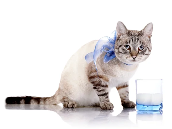 Gatto a strisce con fiocco blu e un bicchiere di latte . — Foto Stock