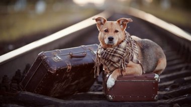 bavul ile raylar üzerinde köpek.