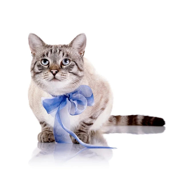 Striped cat with a blue tape. — Stock Photo, Image