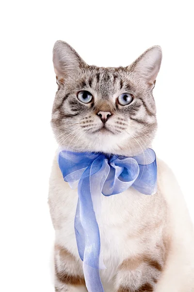 Портрет полосатого кота с голубым бантом . — стоковое фото