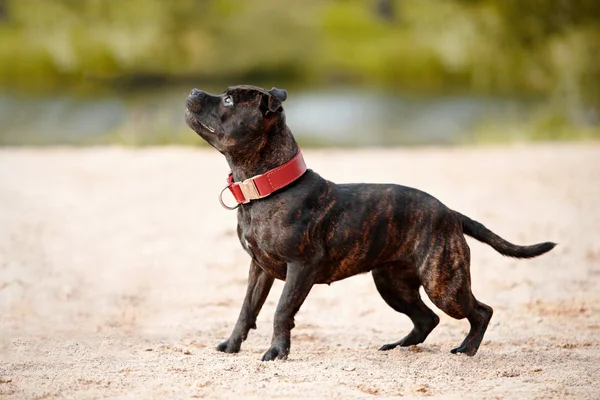 Staffordshire-bulterriër. — Stockfoto