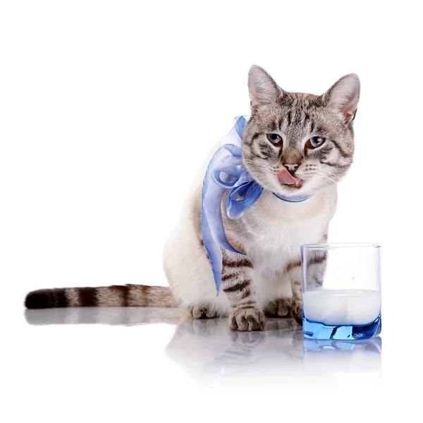 Gatto a strisce con fiocco blu e un bicchiere di latte . — Foto Stock