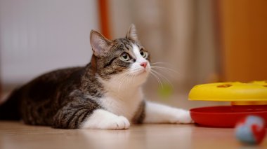 kedi bir oyuncakla oynayan beyaz çizgili.