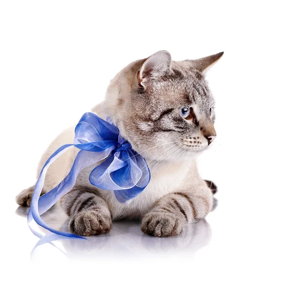 Gatto a strisce con fiocco blu . — Foto Stock